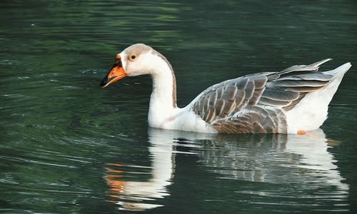 Swans swimming in lake