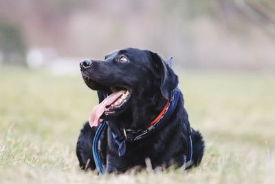 Black dog looking away