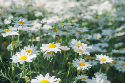 Close-up of white daisy flowers