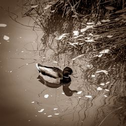 Close-up of duck swimming on lake