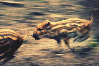 Side view of a cat running