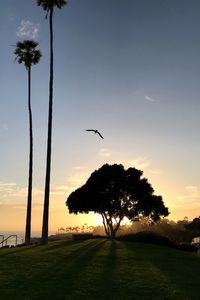 Silhouette of bird flying against sunset sky