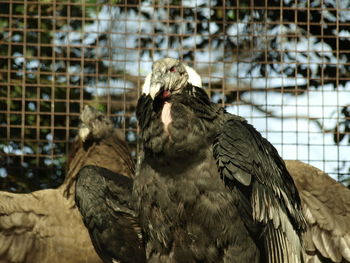 Close-up of eagle perching in cage at zoo