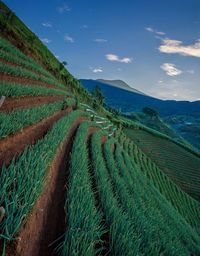 Scenic view of agricultural field against sky