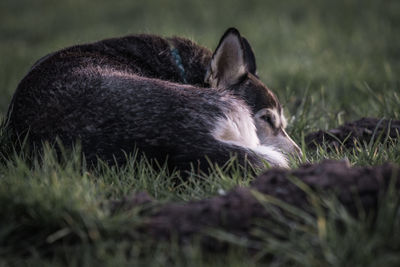 Close-up of a rabbit on field