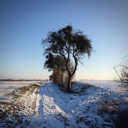 Bare tree on snow covered landscape against clear blue sky