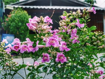 Close-up of pink flowers blooming outdoors