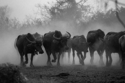 View of horses on field