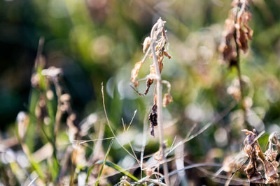 Close-up of wilted plant on field