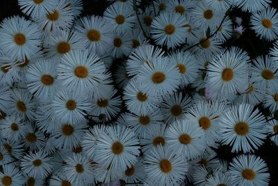 Full frame shot of white flowers