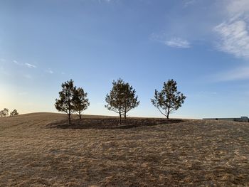 Trees on field against sky