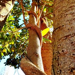 Low angle view of sculpture on tree trunk