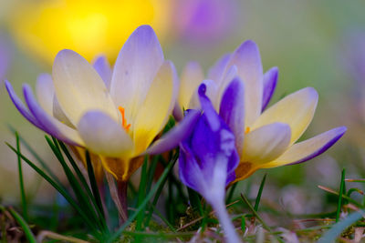 Close-up of purple crocus flower