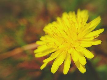 Close-up of yellow flower