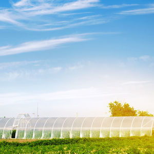 Growing organic vegetables in greenhouse under plastic film on the field. farming agriculture