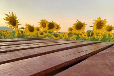 Close-up of yellow flowering plants on field against sky