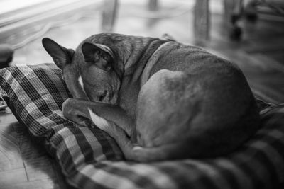 Dog sleeping on sofa