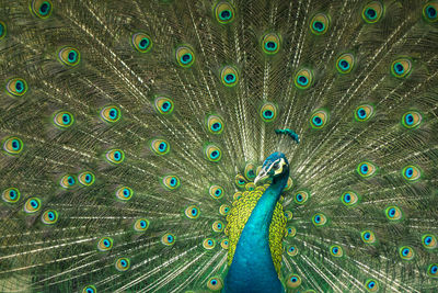 Full frame shot of peacock