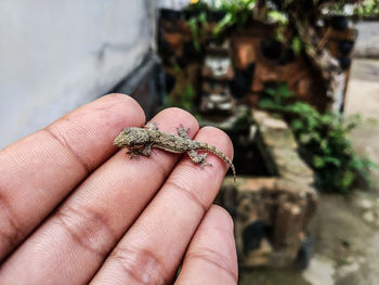 Close-up of hand holding small