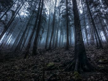 Low angle view of trees in forest during foggy weather