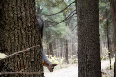 View of a tree trunk