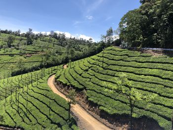 Scenic view of agricultural field against sky