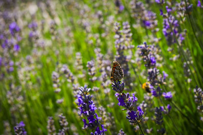 Close-up of bee pollinating on lavender