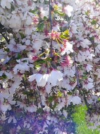 Low angle view of cherry blossom tree