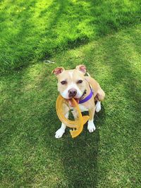 High angle portrait of dog on field