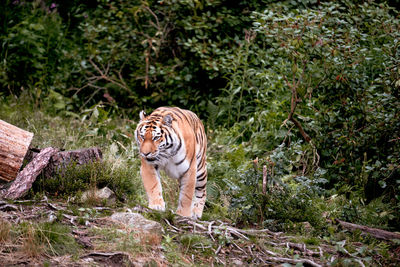 Tiger in a forest