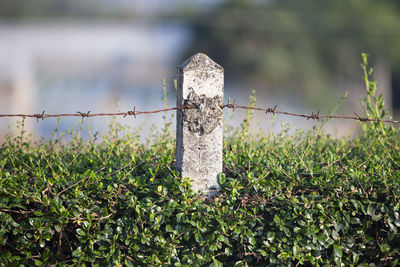 Close-up of barbed wire fence on field