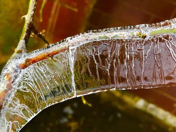 Close-up of water drops on spider web