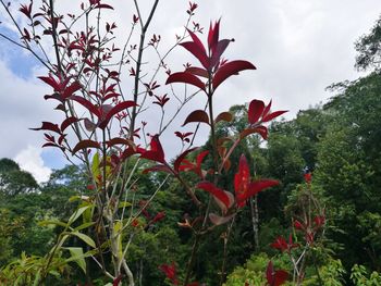 Low angle view of red flowers blooming in park