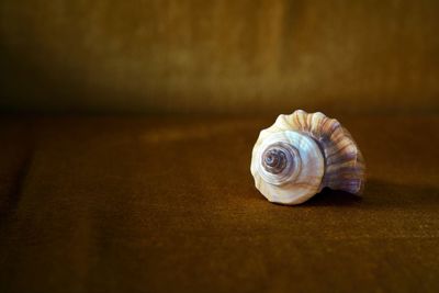 Close-up of seashell on a table