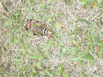High angle view of insect on field