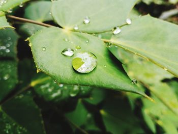 Close-up of raindrops on leaf