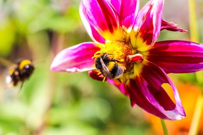 Close-up of bee pollinating flower