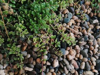 High angle view of pebbles on rocks