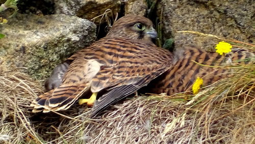 Close-up of owl perching on rock