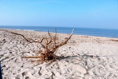 Scenic view of beach against clear sky