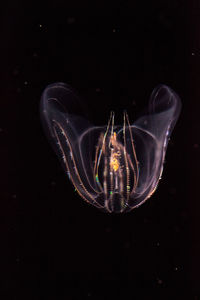 Close-up of jellyfish swimming in aquarium