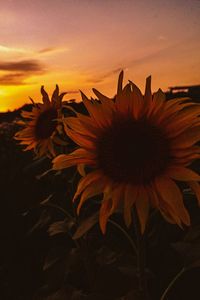 Close-up of orange flowering plant against sky during sunset