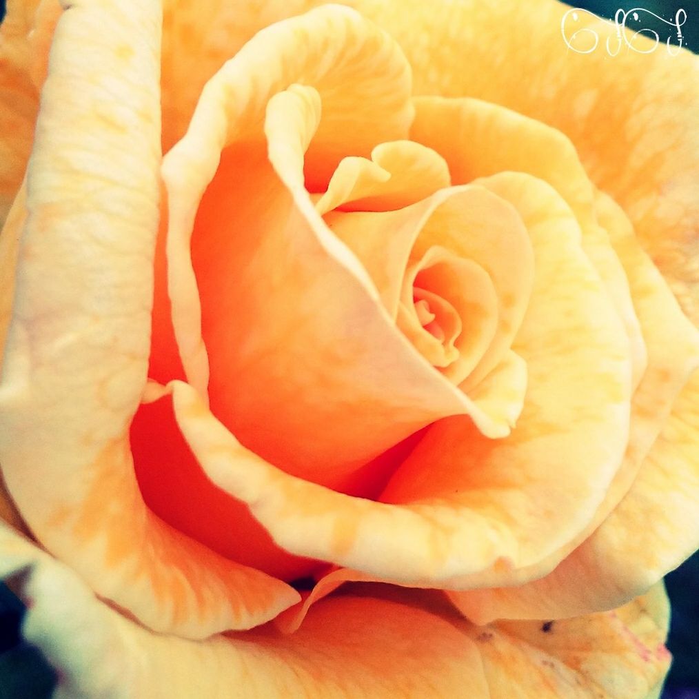 flower, petal, flower head, freshness, fragility, beauty in nature, rose - flower, growth, close-up, nature, orange color, single flower, blooming, rose, natural pattern, full frame, backgrounds, plant, in bloom, blossom