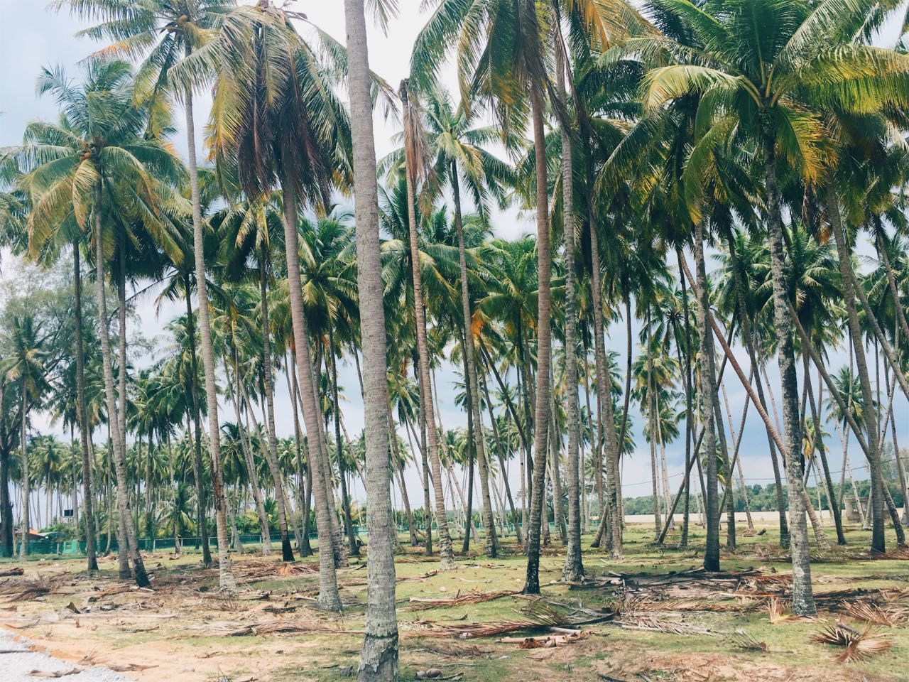 PALM TREES AT BEACH