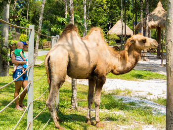 Side view of horse standing on land