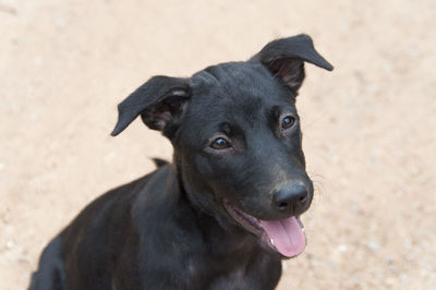 Close-up of dog