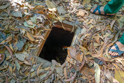 Low section of person standing on dry leaves