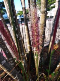 Close-up of feather on purple flower