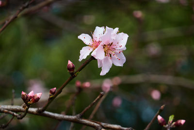 Close-up of pink cherry blossoms in spring