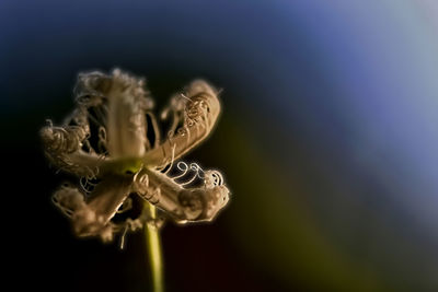 Close-up of insect on flower